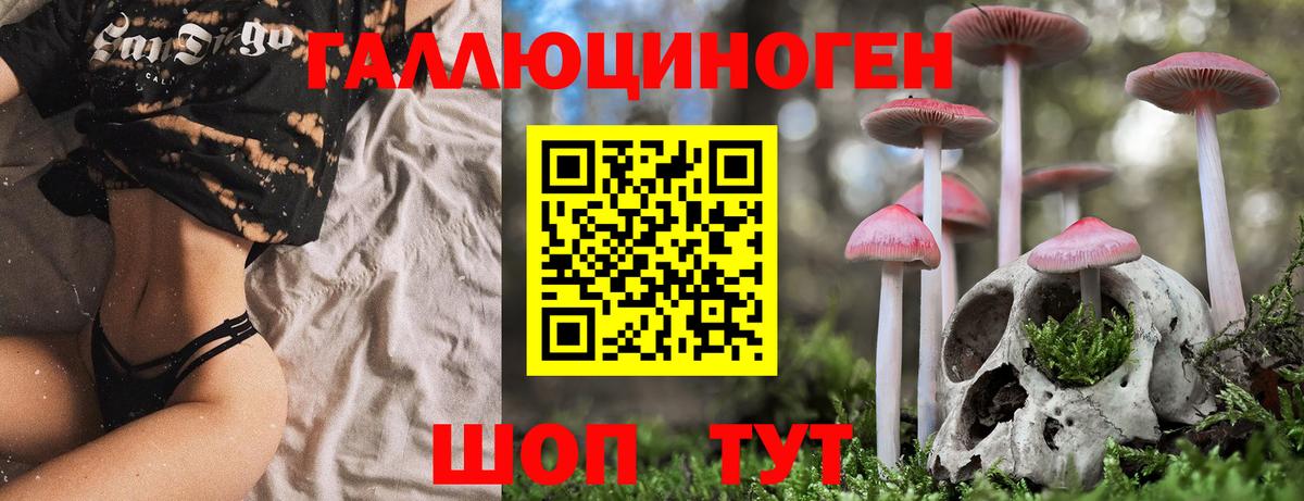 Псилоцибиновые грибы Psilocybe Амурск